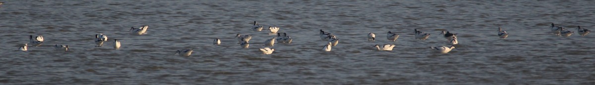 Pied Avocet - Aravind Amirtharaj