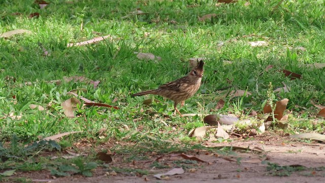 Lark-like Brushrunner - ML502134531