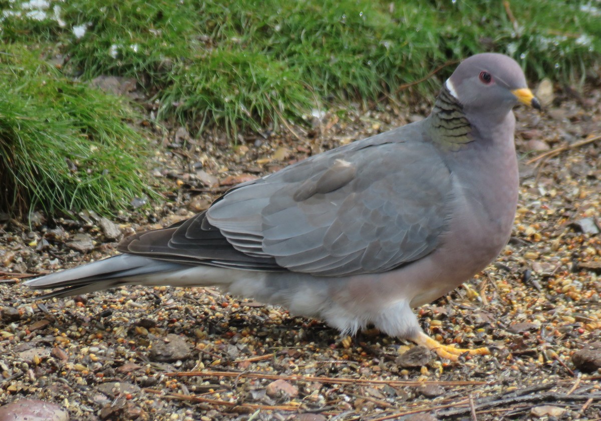 Band-tailed Pigeon - ML50213491