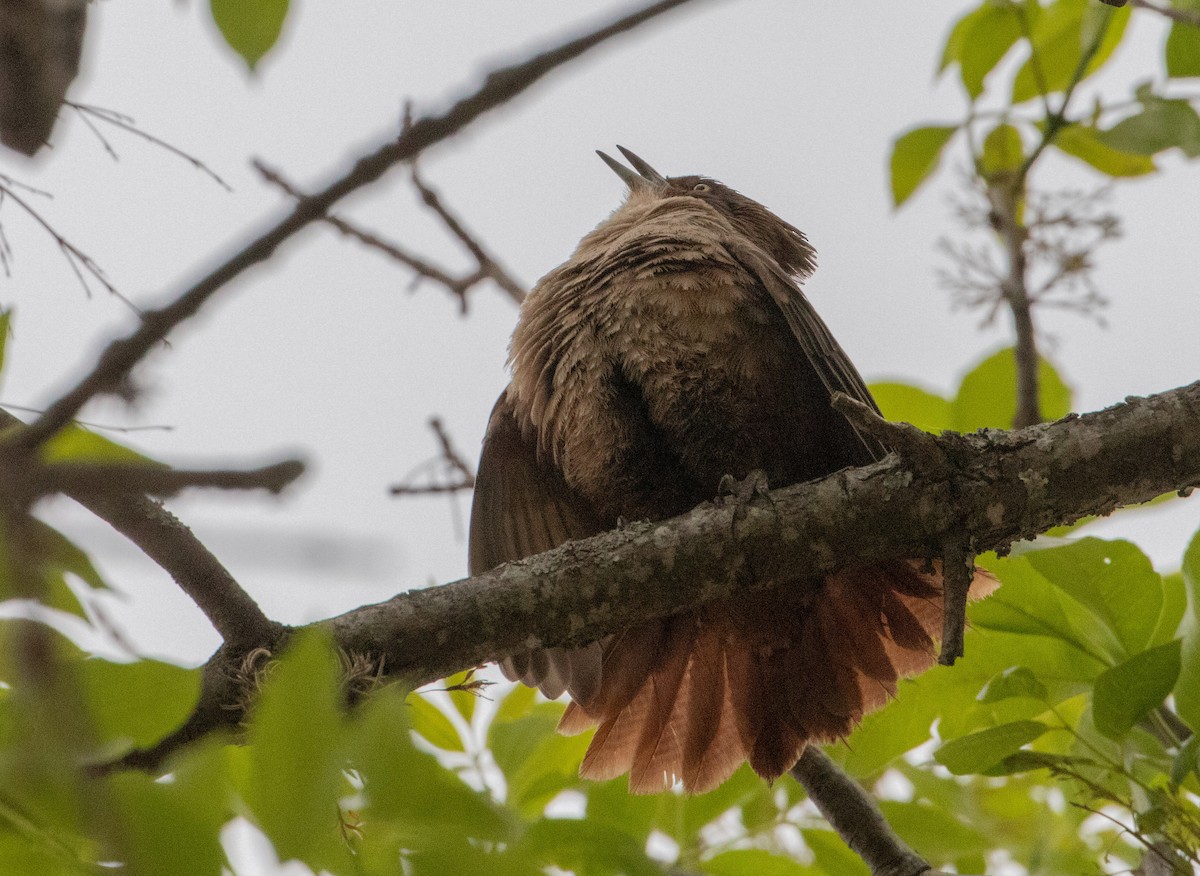 Brown Cacholote - ML502135261