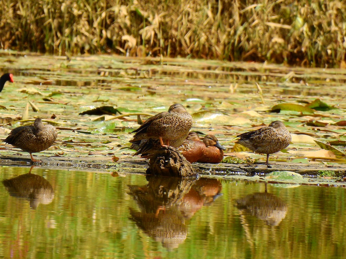 Cinnamon Teal - ML502135771