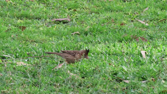 Chacobuschläufer - ML502136851