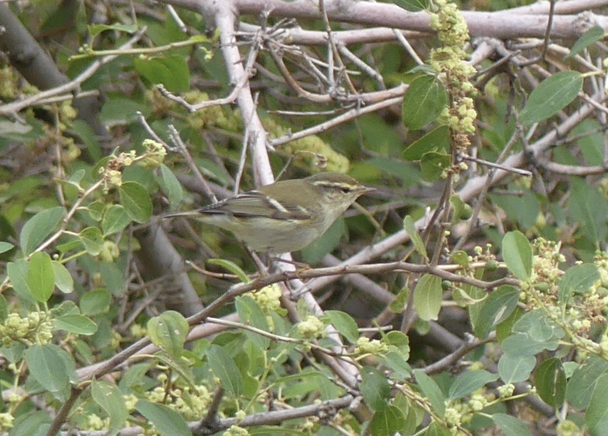 Yellow-browed Warbler - ML502136981