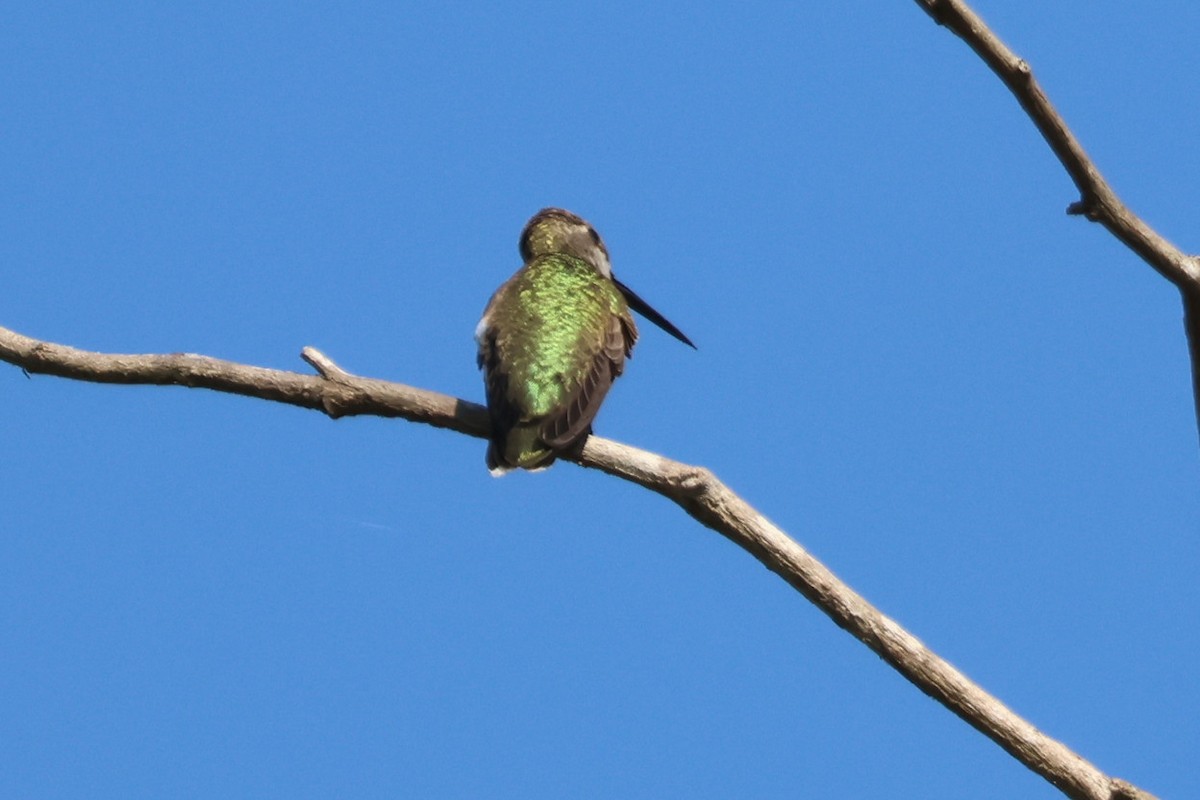 Plain-capped Starthroat - ML502137151