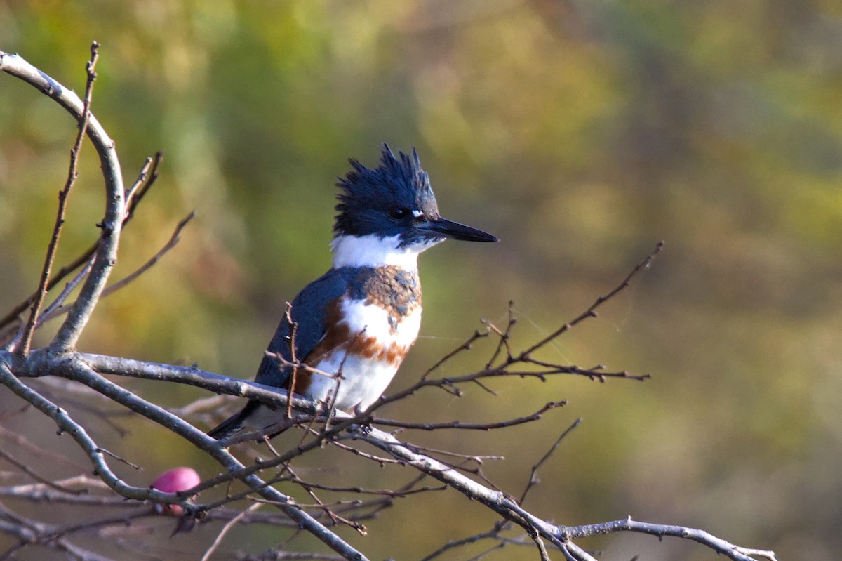 Belted Kingfisher - ML502138251