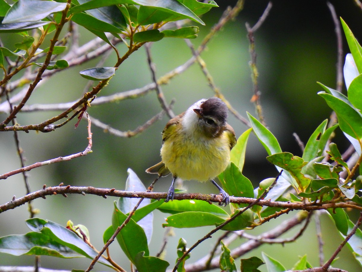 Brown-capped Vireo - ML502138371