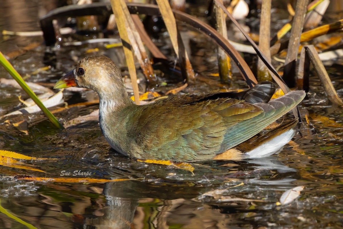 Purple Gallinule - ML502138861