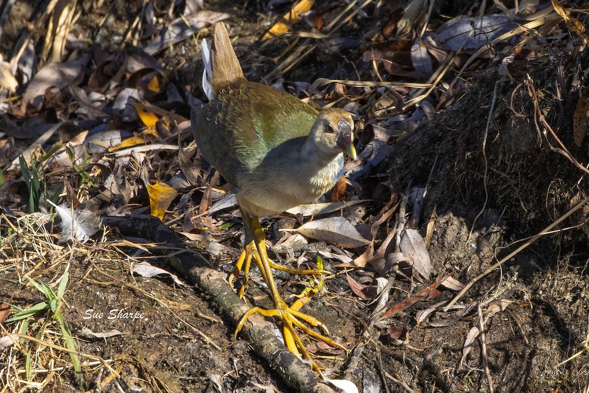 Purple Gallinule - ML502138971