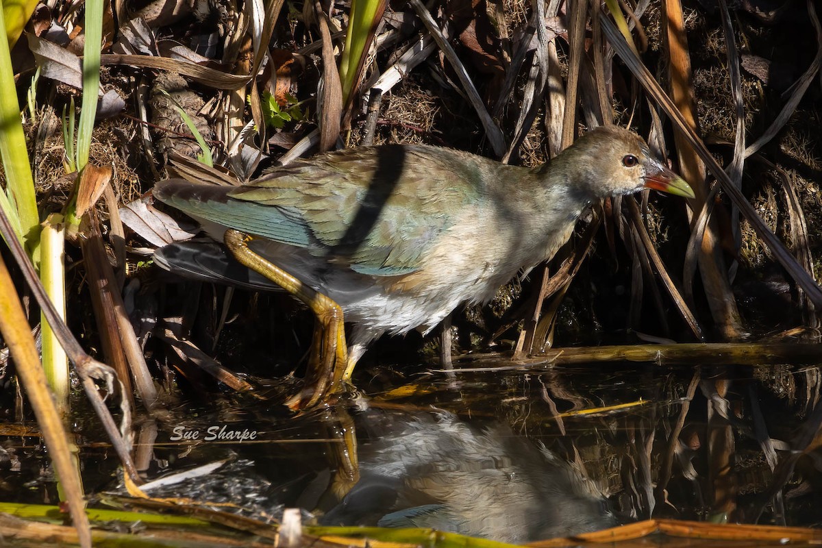 Purple Gallinule - ML502139141