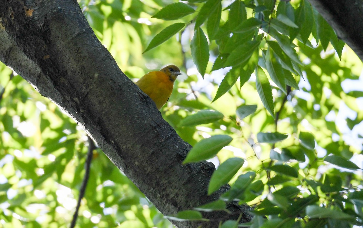 Baltimore Oriole - ML502140261