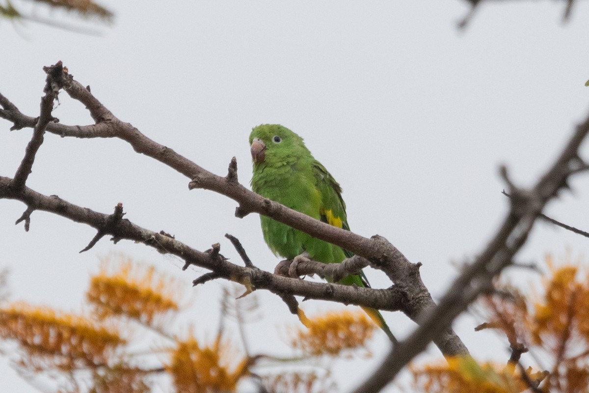 Yellow-chevroned Parakeet - ML502140581