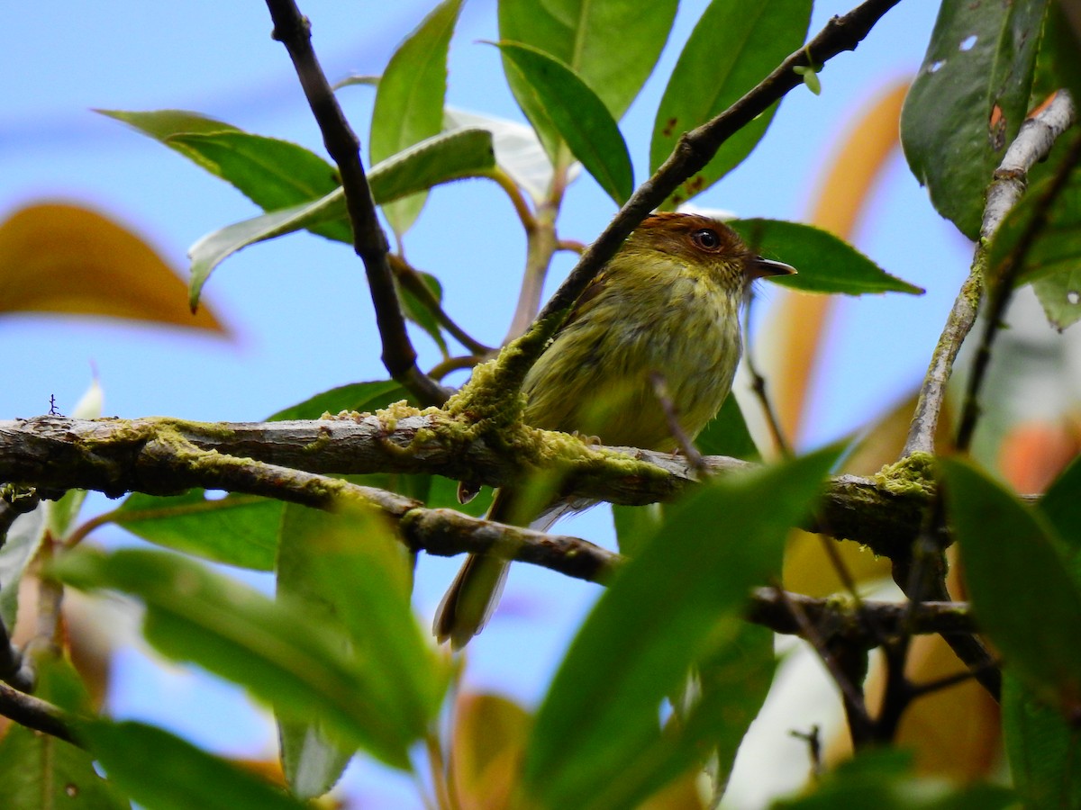 Scale-crested Pygmy-Tyrant - ML502141161