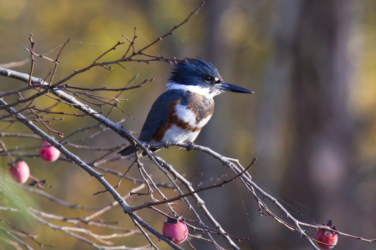 Belted Kingfisher - ML502142501
