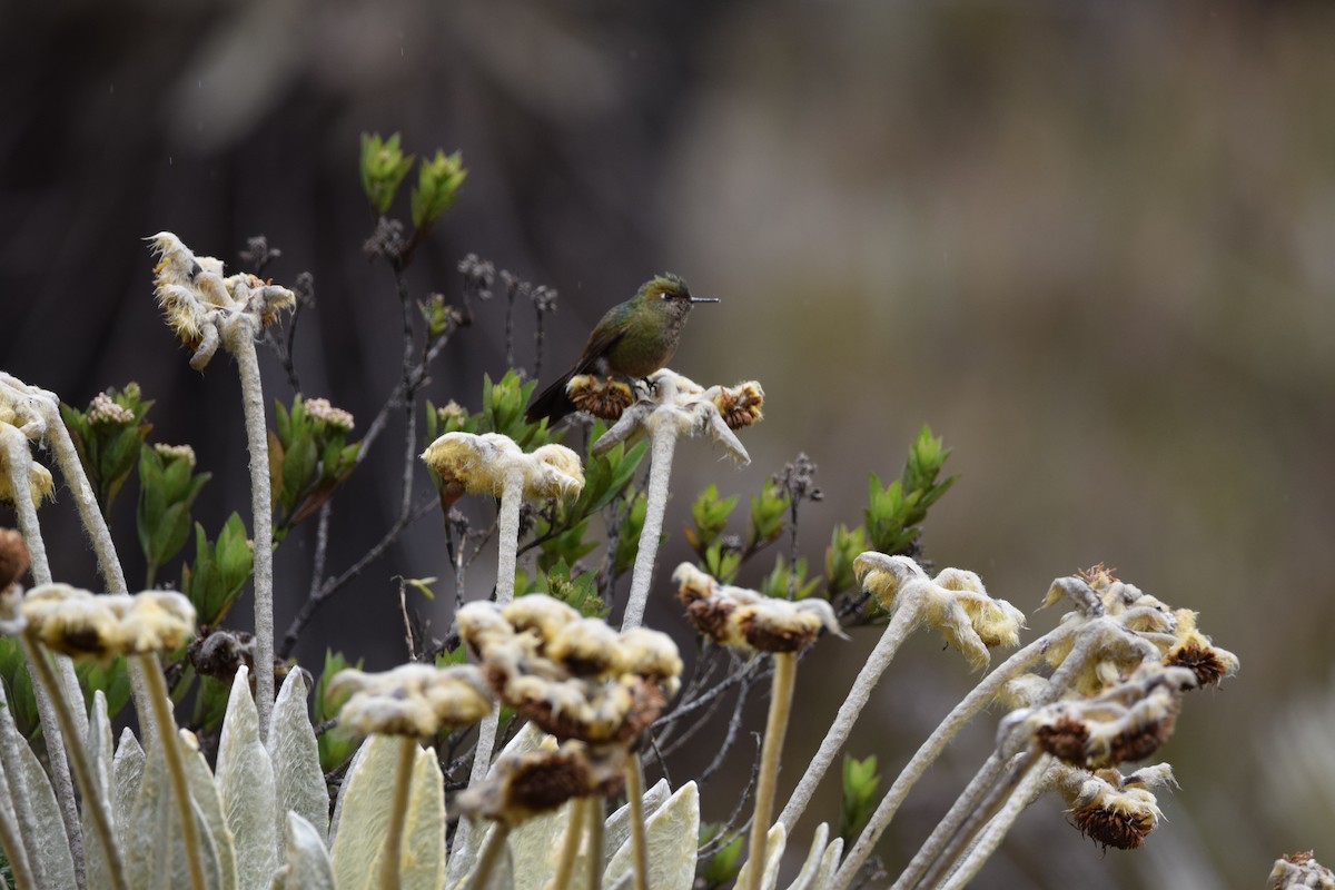 Bronze-tailed Thornbill - Freddy Oswaldo Ovalles Pabon