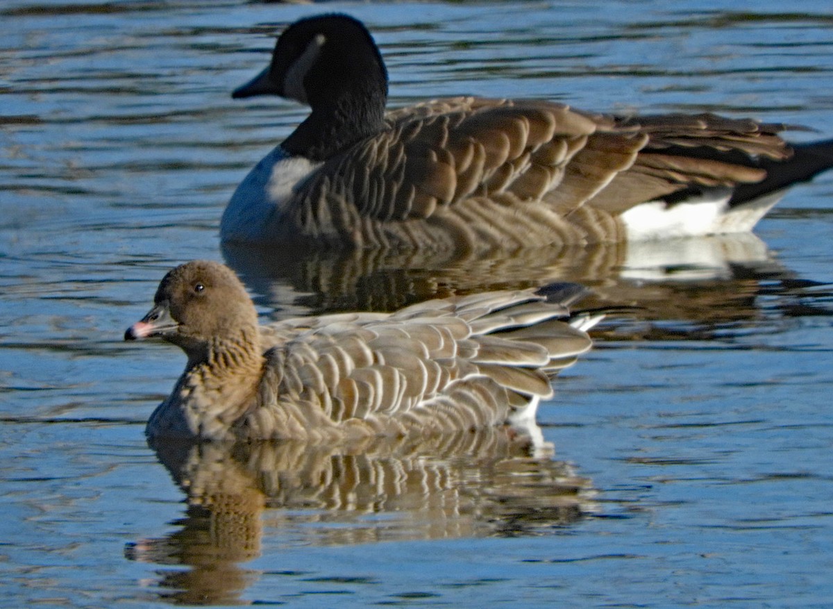 Pink-footed Goose - ML502144591