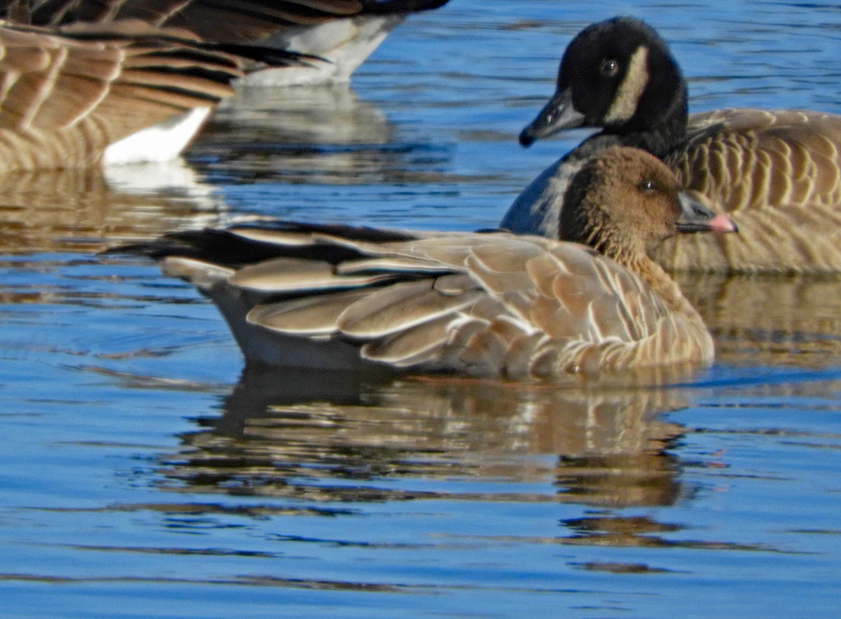 Pink-footed Goose - ML502144641