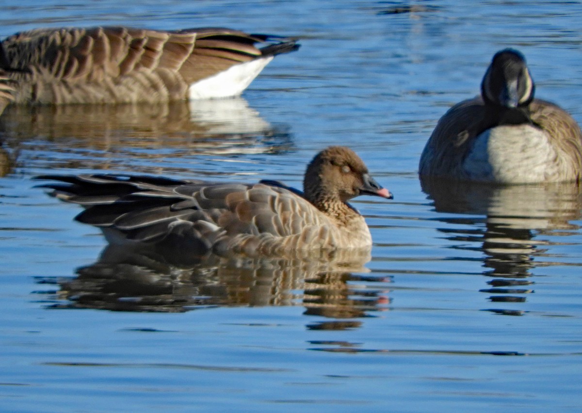 Pink-footed Goose - ML502144681