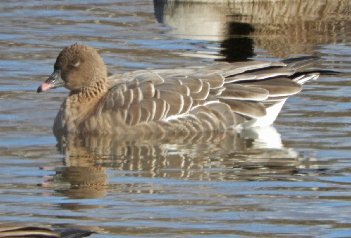 Pink-footed Goose - Ray Wershler