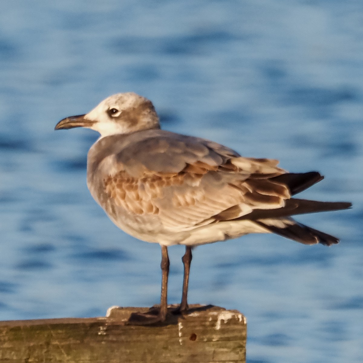 Laughing Gull - ML502144891