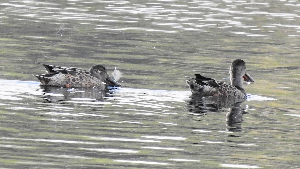 Northern Shoveler - ML502144941