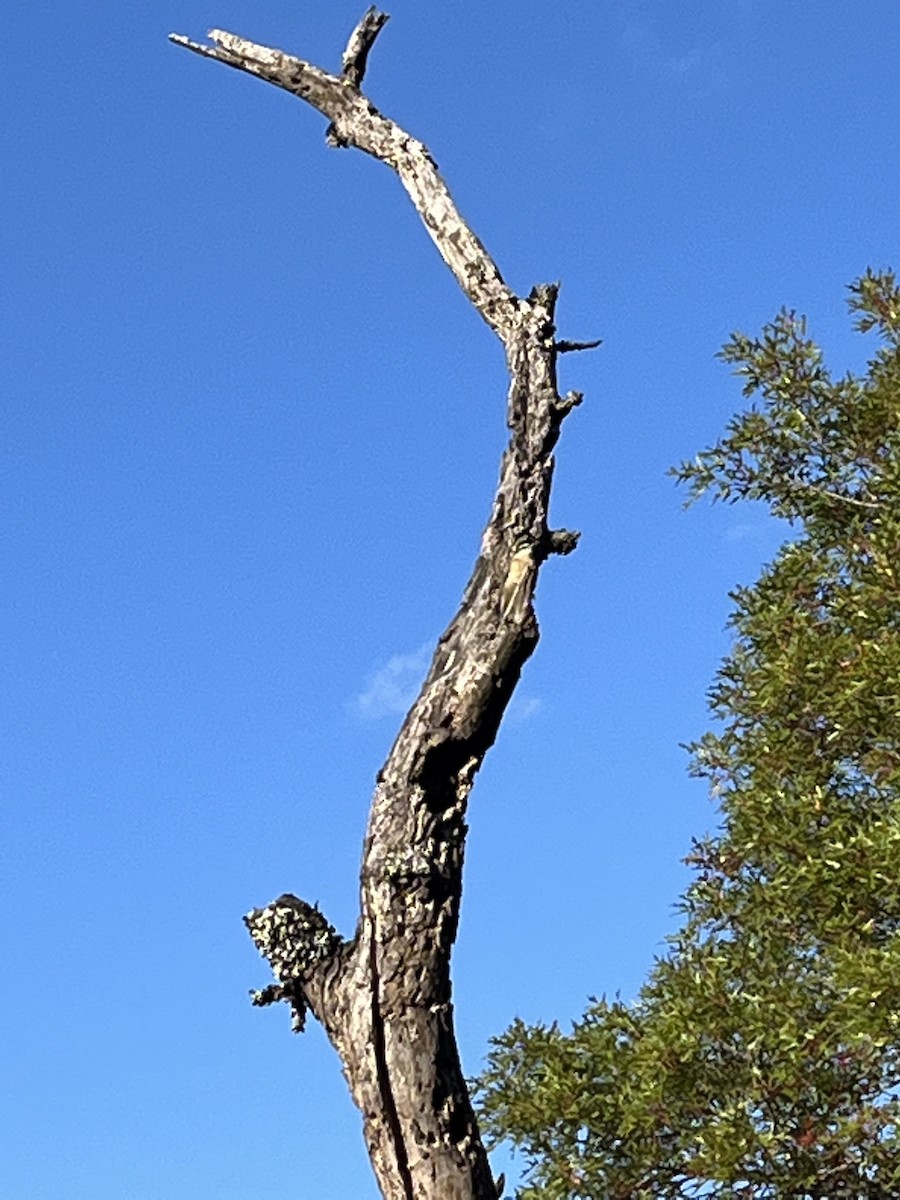 Red-breasted Nuthatch - ML502145111