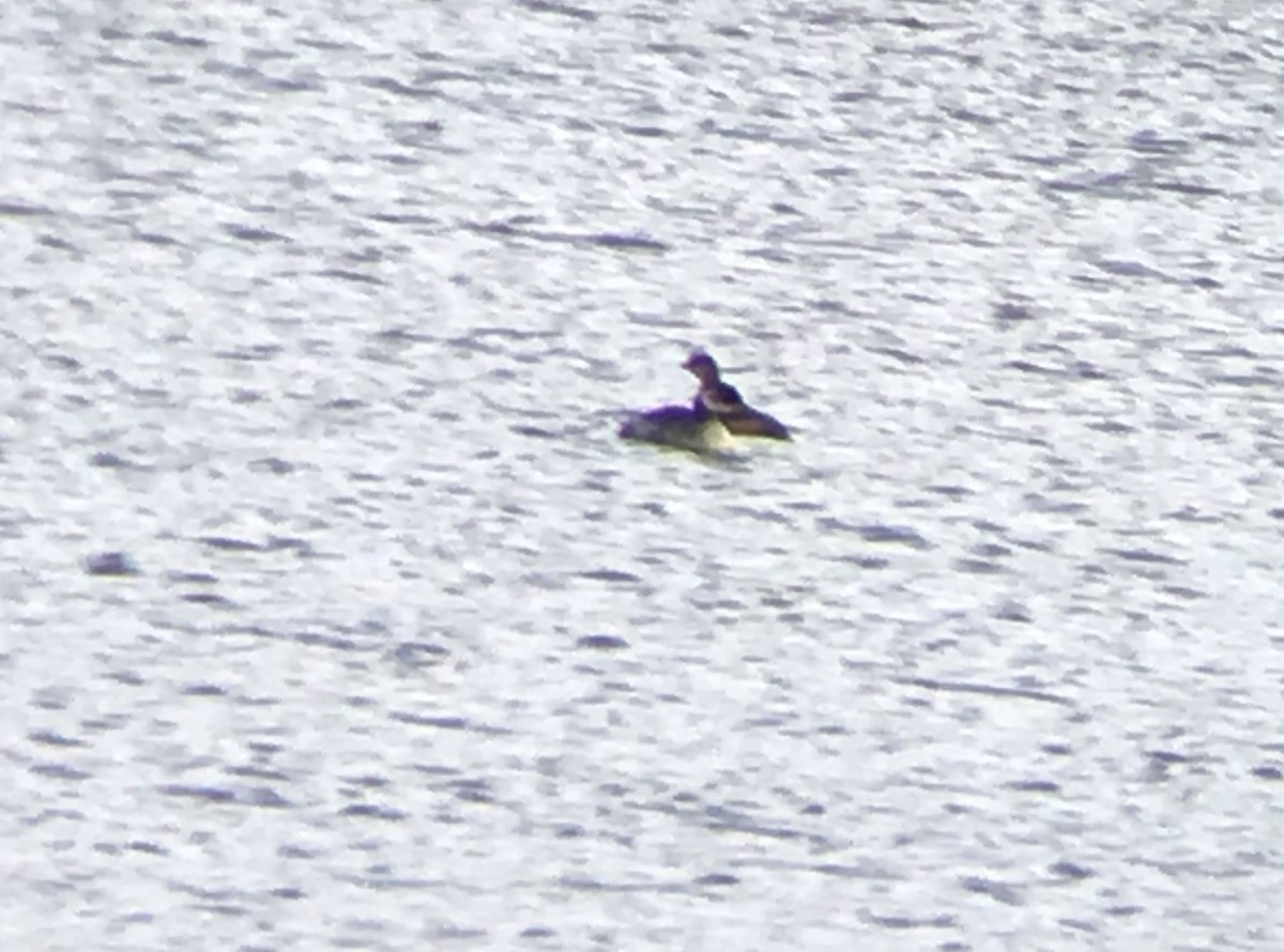 Red-necked Grebe - Brandon Holland