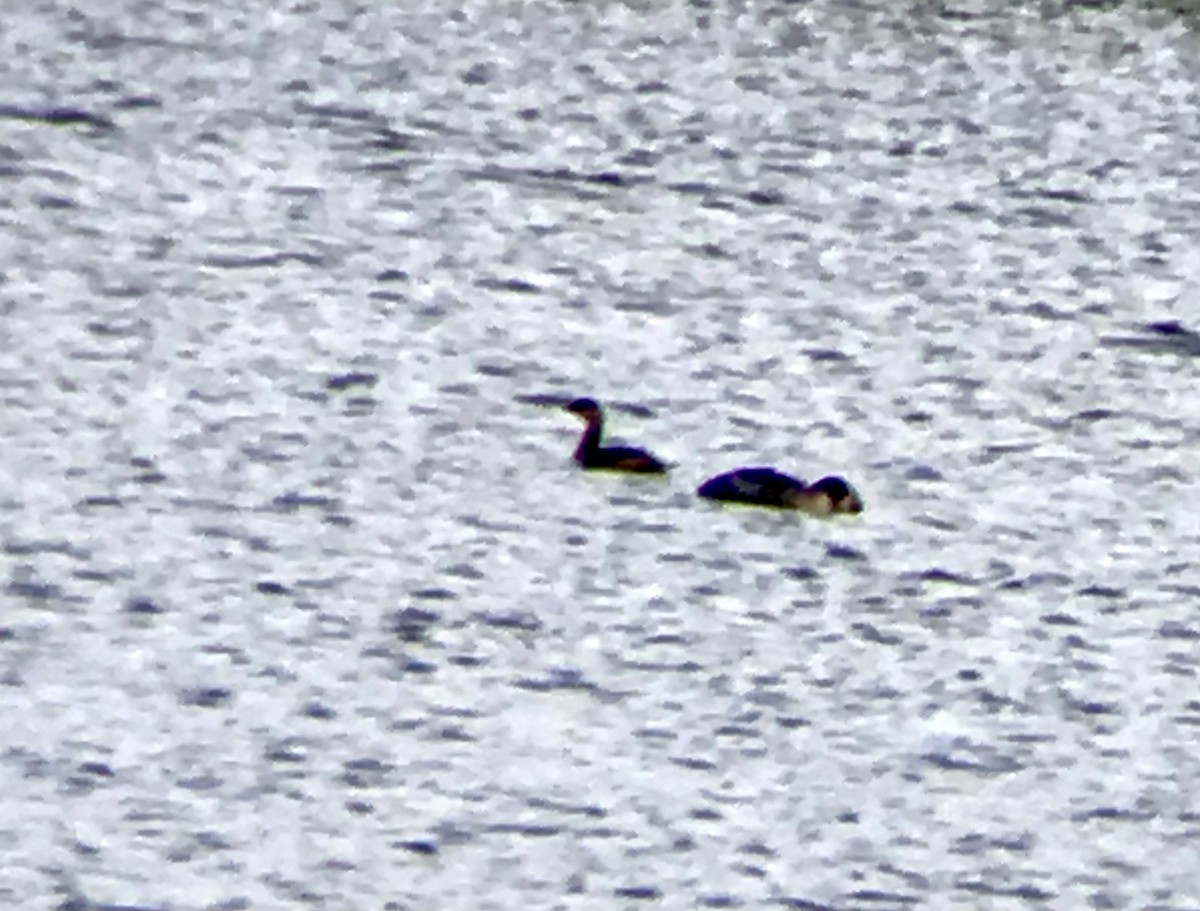 Red-necked Grebe - ML502146451