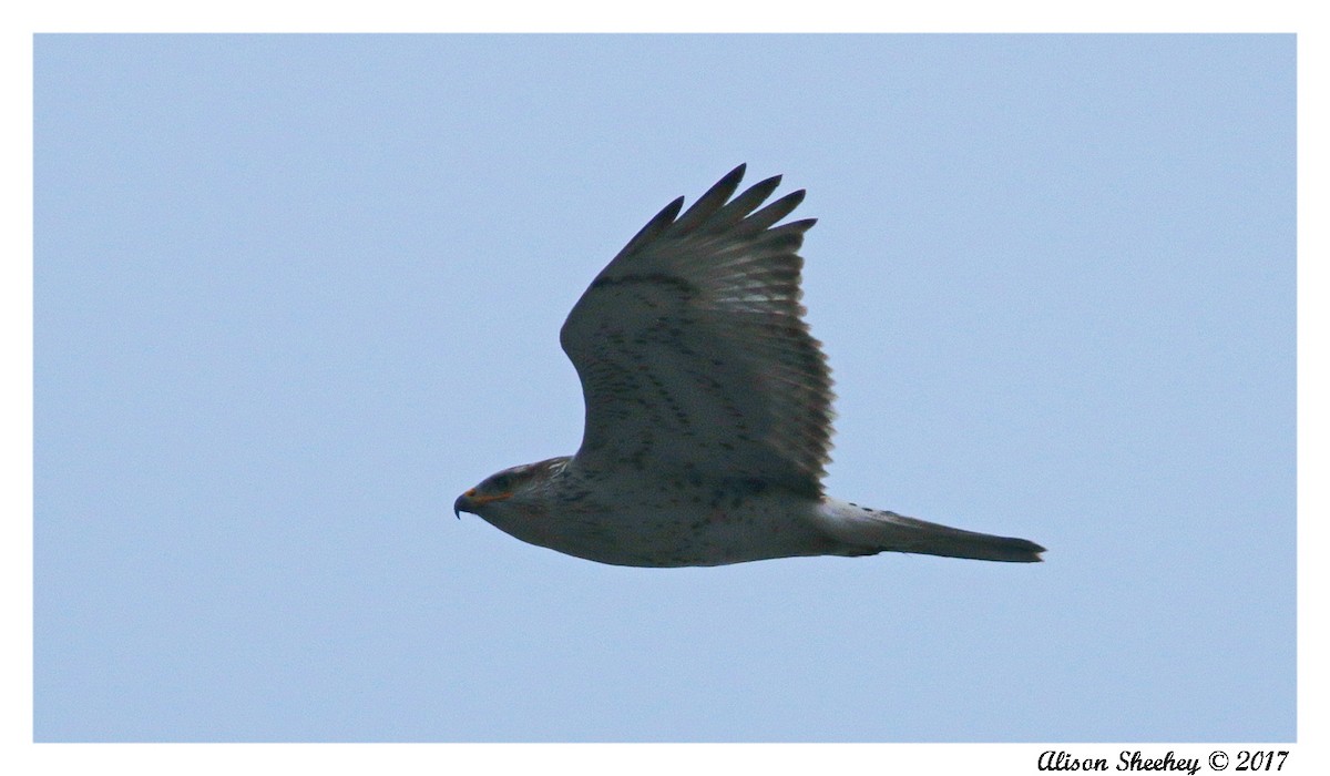 Ferruginous Hawk - ML50214741