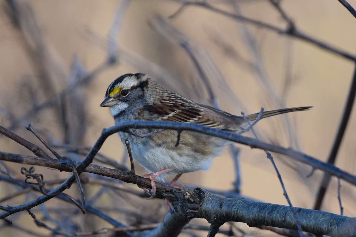 White-throated Sparrow - Joseph Sefter