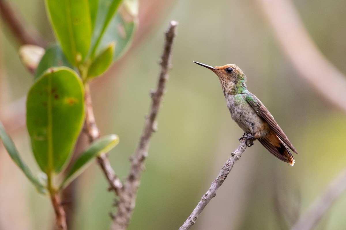 Frilled Coquette - ML502147931