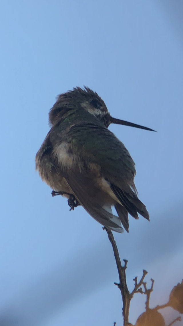 Calliope Hummingbird - ML502148161