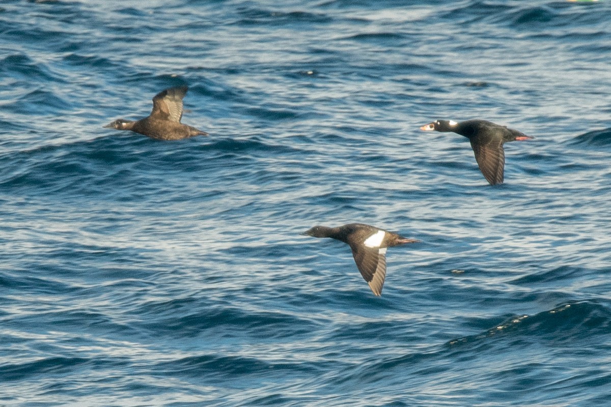 White-winged Scoter - ML502148661