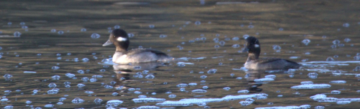 Bufflehead - ML502150931