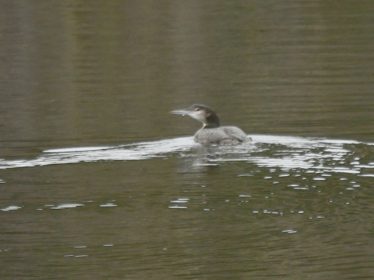 Common Loon - ML502151771