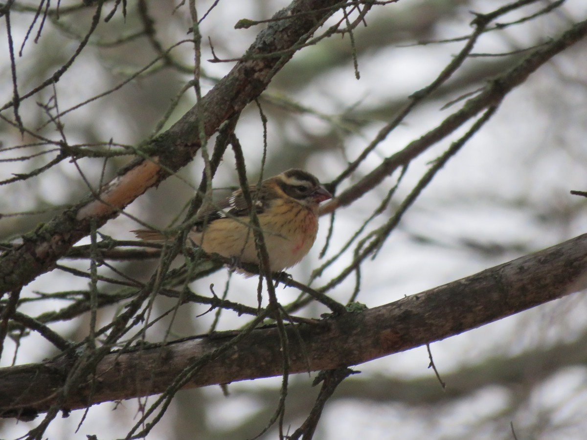 Rose-breasted Grosbeak - ML502151841