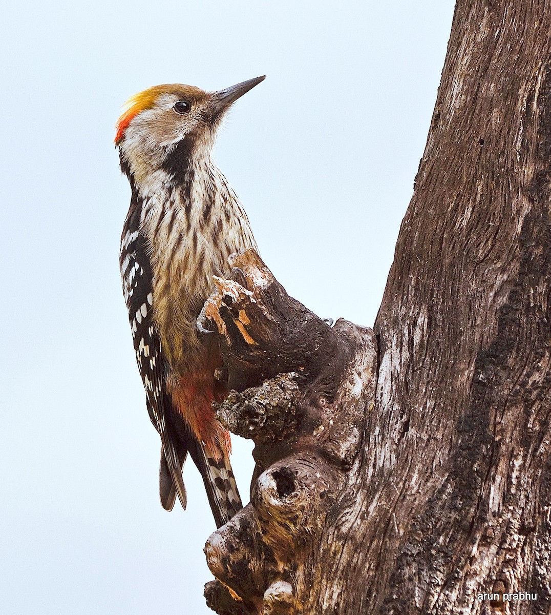 Brown-fronted Woodpecker - ML50215331