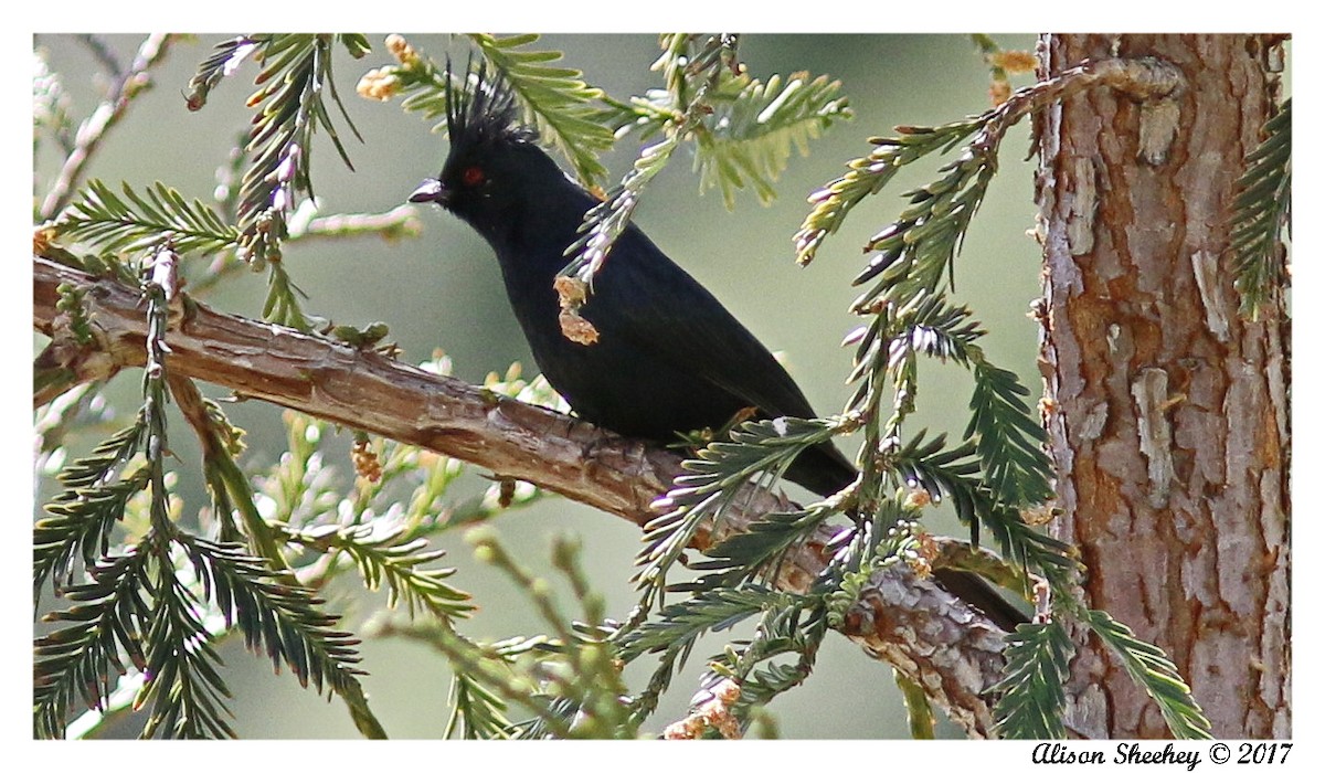 Phainopepla - Alison Sheehey