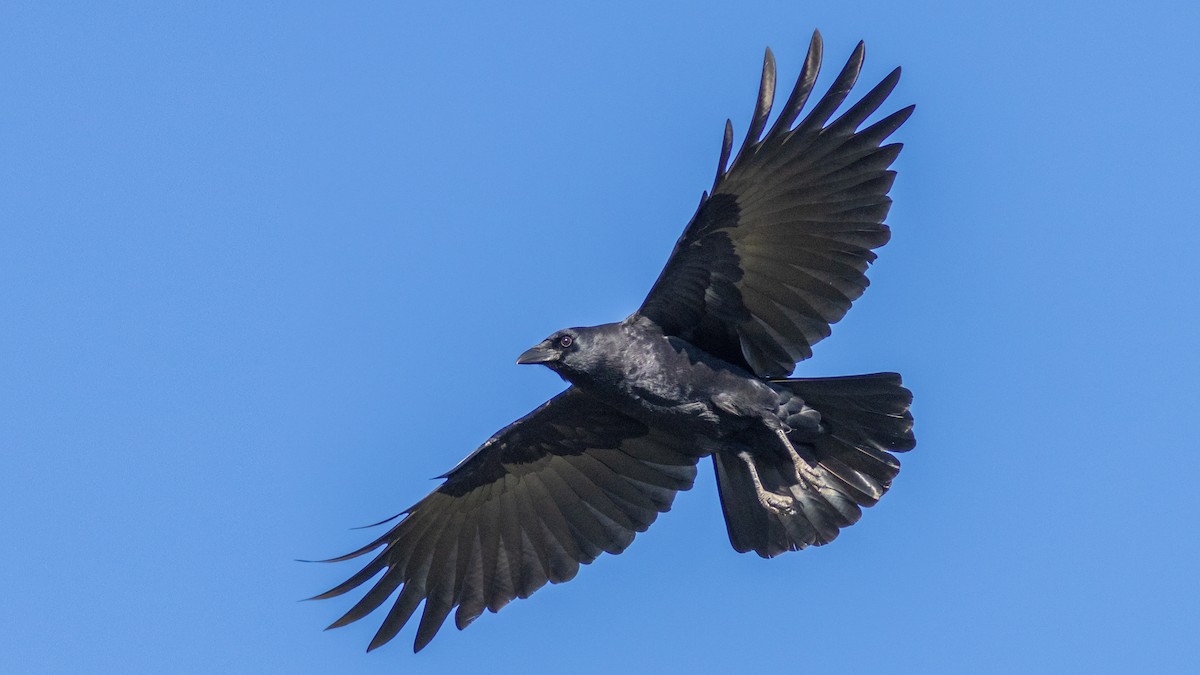 American Crow - ML502154911
