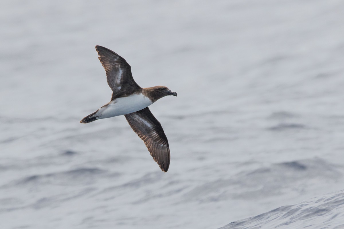 Tahiti Petrel - Steven Pratt