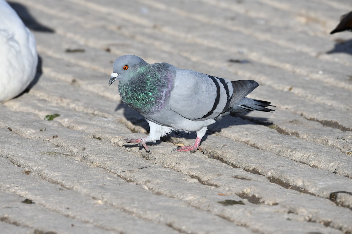 Rock Pigeon (Feral Pigeon) - ML502155941