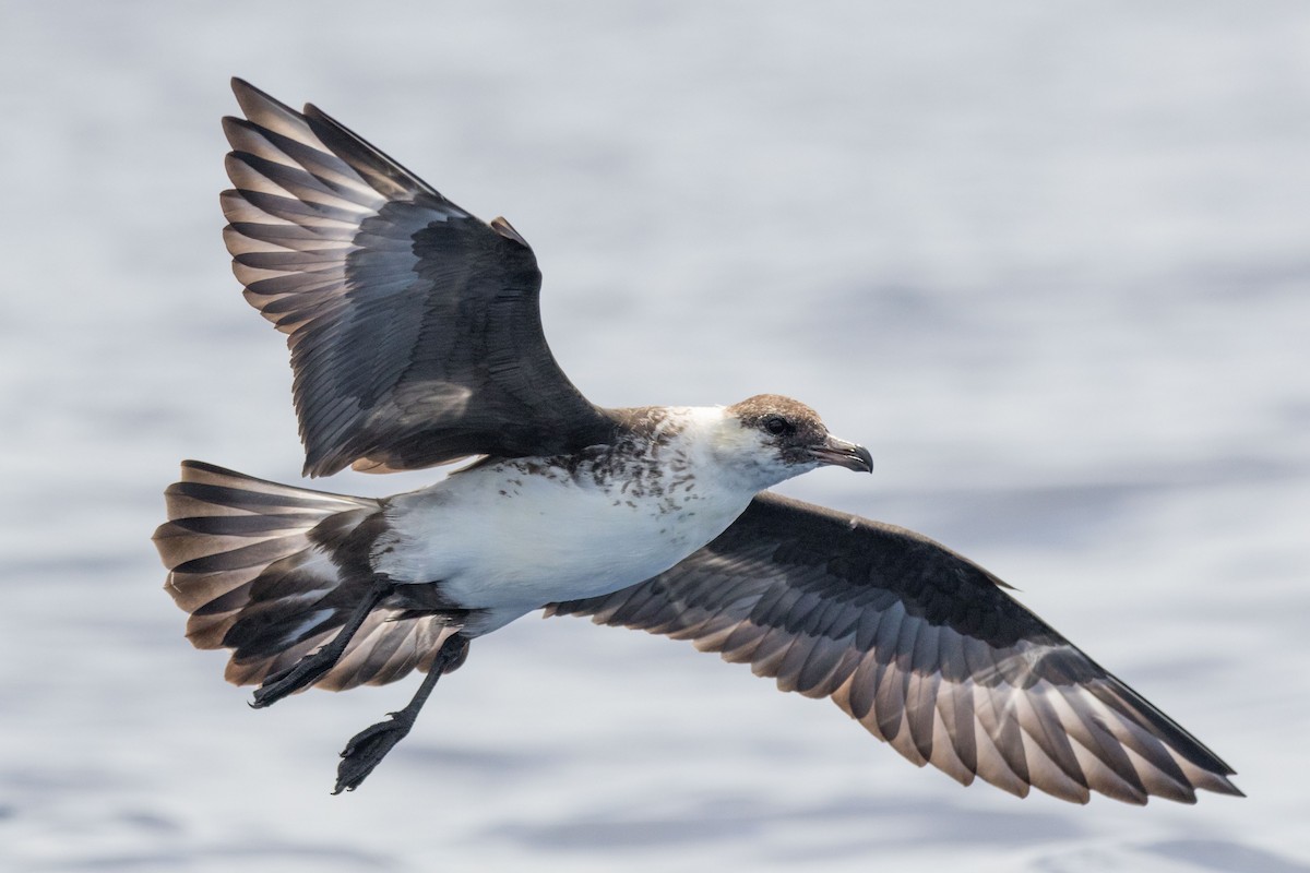 Pomarine Jaeger - Steven Pratt