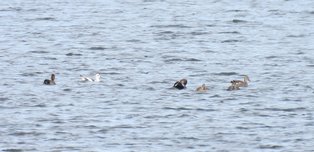 Avoceta Americana - ML502156451
