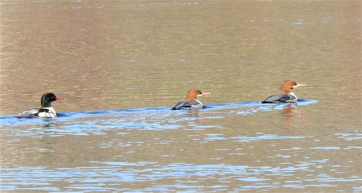 Common Merganser - ML502158651