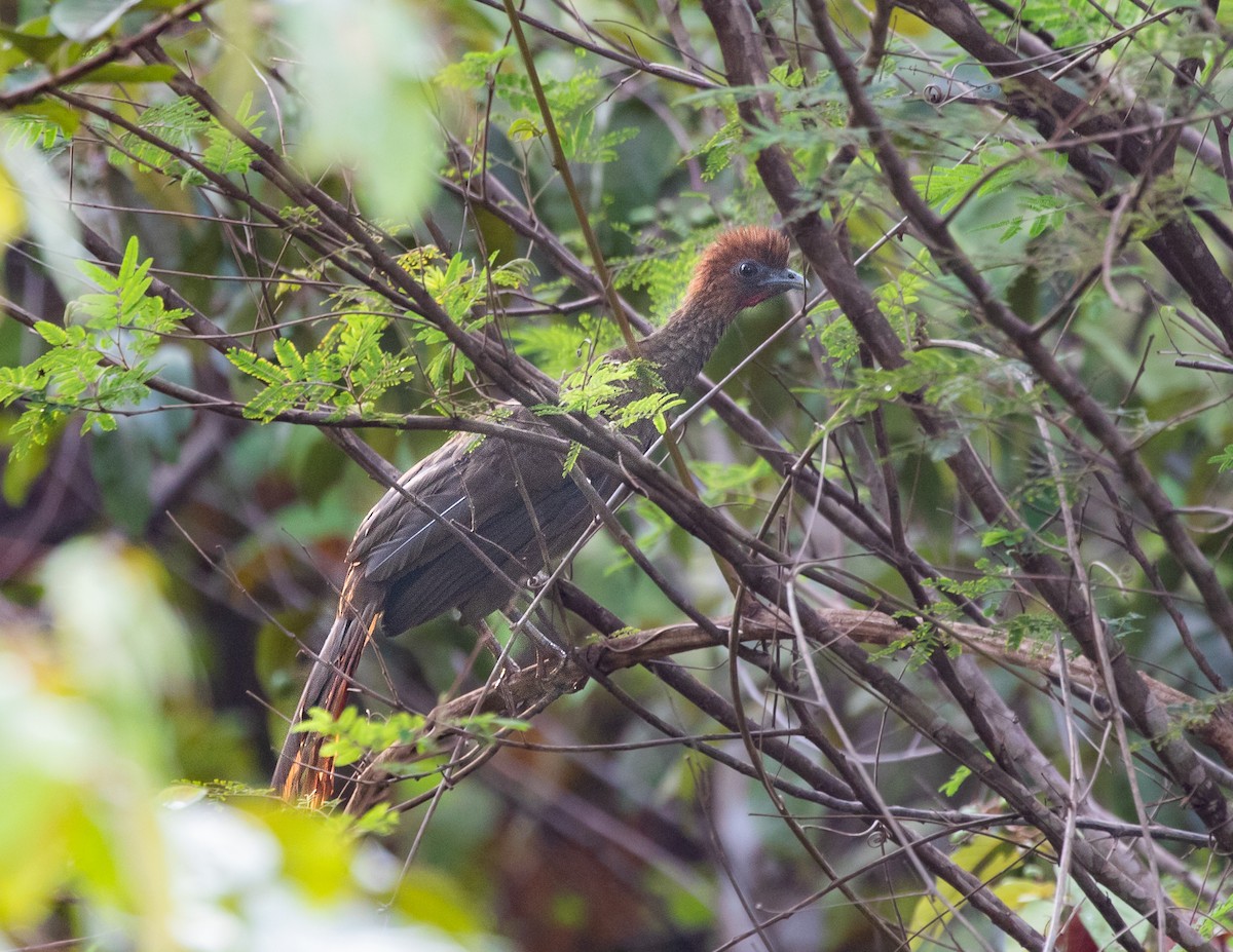 Chestnut-headed Chachalaca - ML502159351