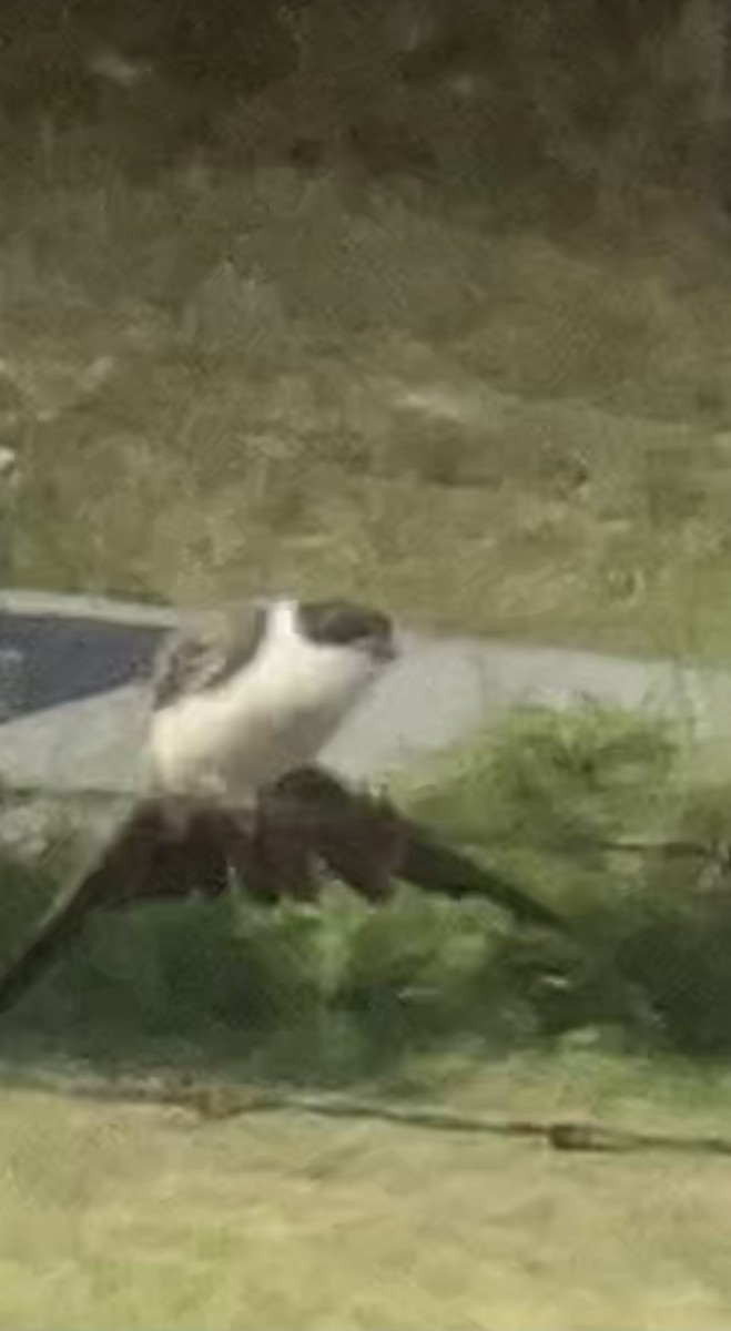 tyran savanový - ML502161451