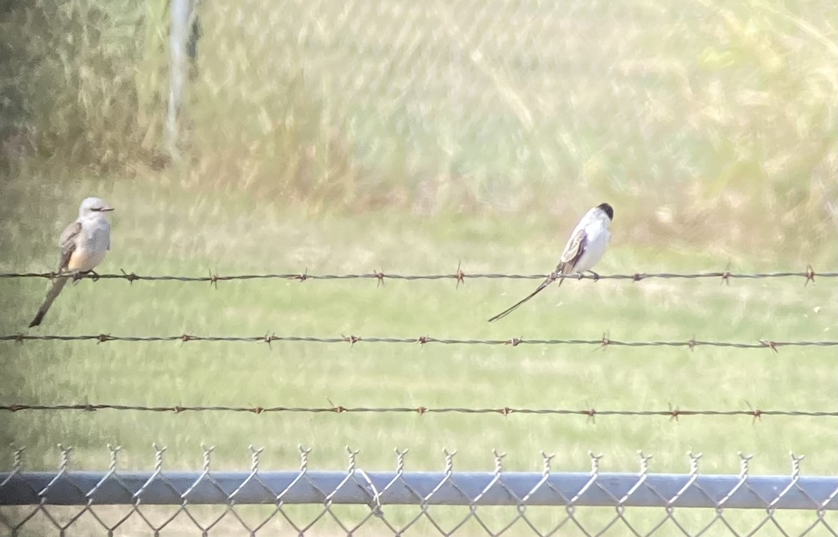 tyran savanový - ML502161461