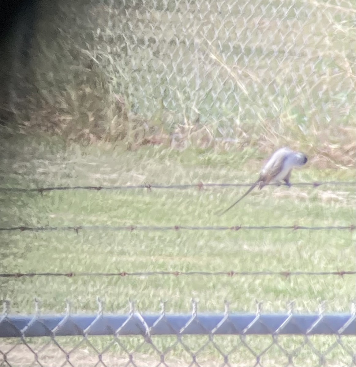 tyran savanový - ML502161471