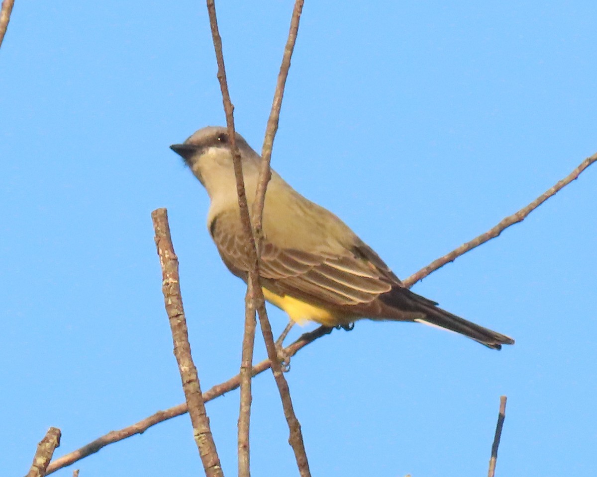 Western Kingbird - ML502161701