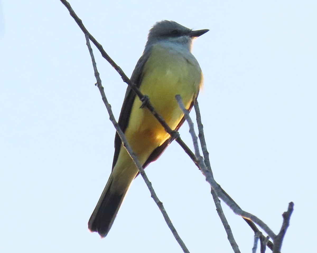 Western Kingbird - ML502161711