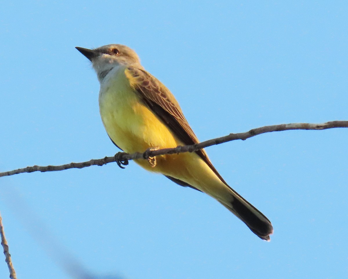 Western Kingbird - ML502161741